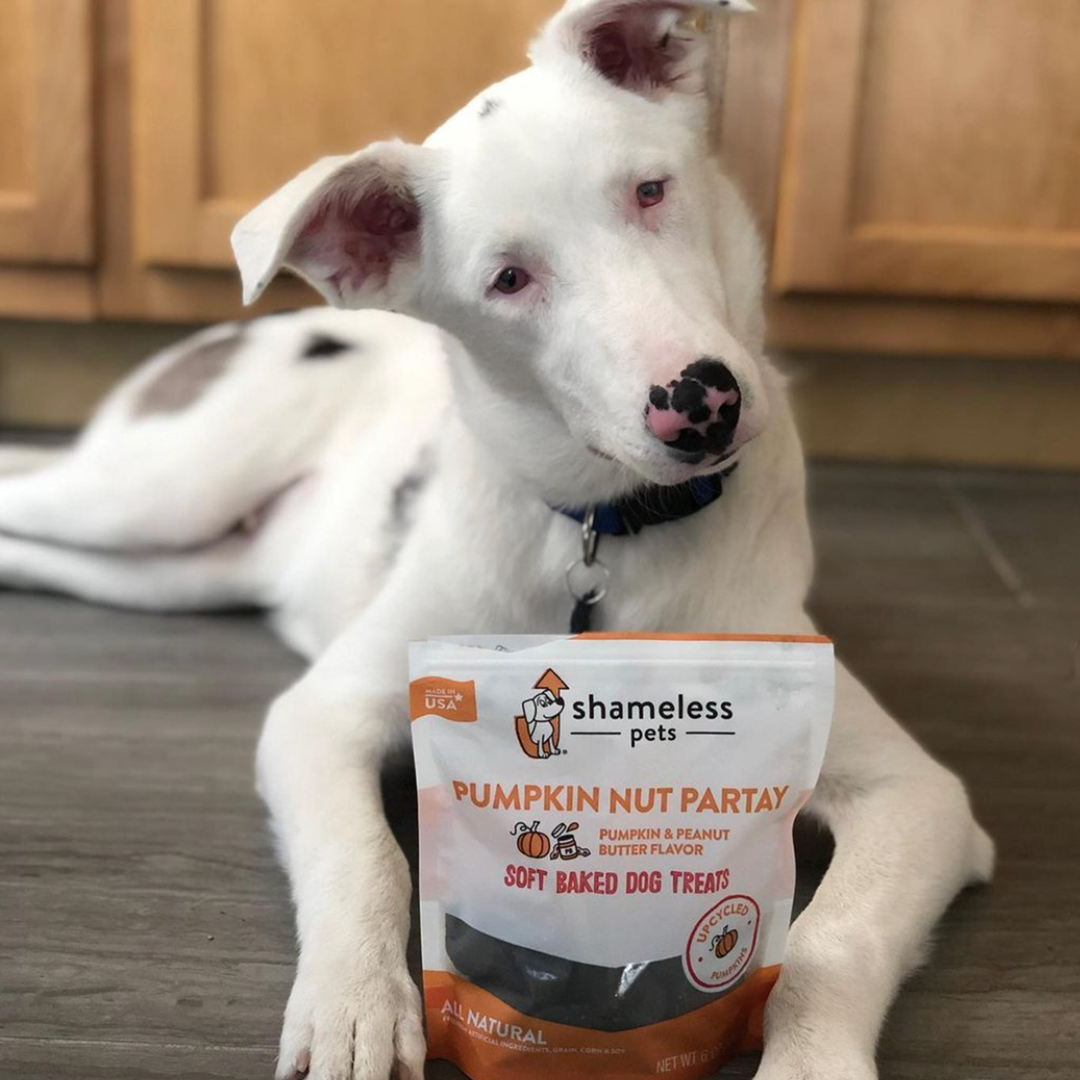 Shameless Pets Pumpkin Nut Par-tay