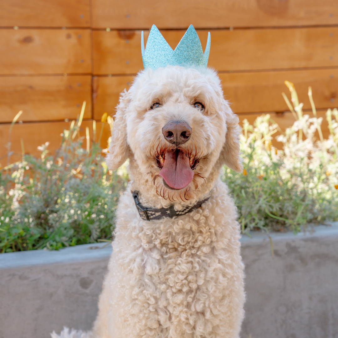 Party Crown Blue with SnugFit®: Small