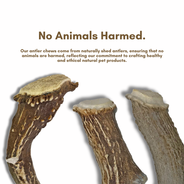 BULK -*SPLIT-CUT* ELK Antler Dog Chews Sold by The Pound: 1LB Large (3+ Antler Chews)