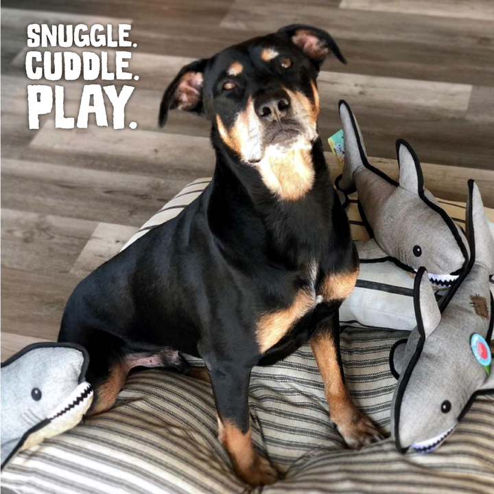 Snugarooz Saul the Shark 2-in-1