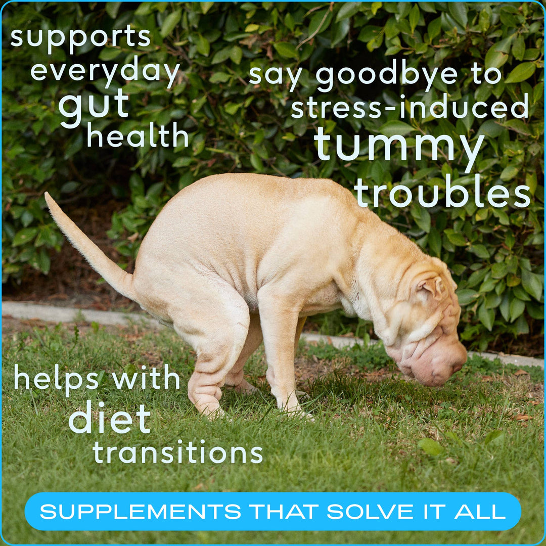 Probiotic & Prebiotic Powder Vet-Formulated Supplement: 8.2 oz