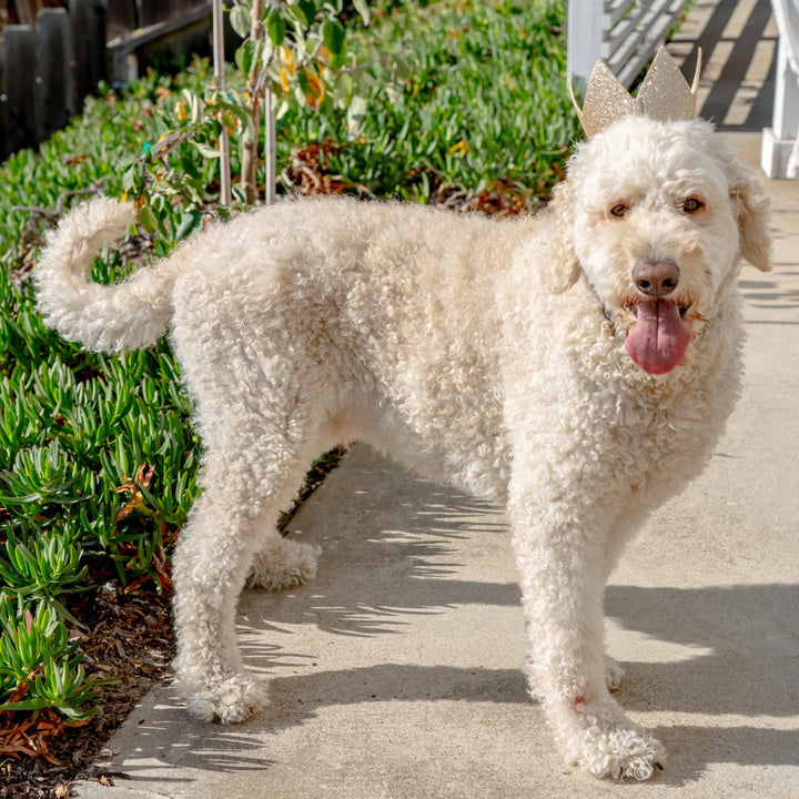 Party Crown Gold with SnugFit®: Small