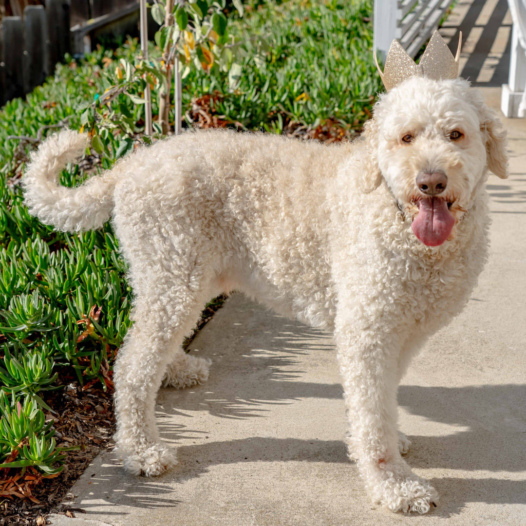 Party Crown Gold with SnugFit®: Large