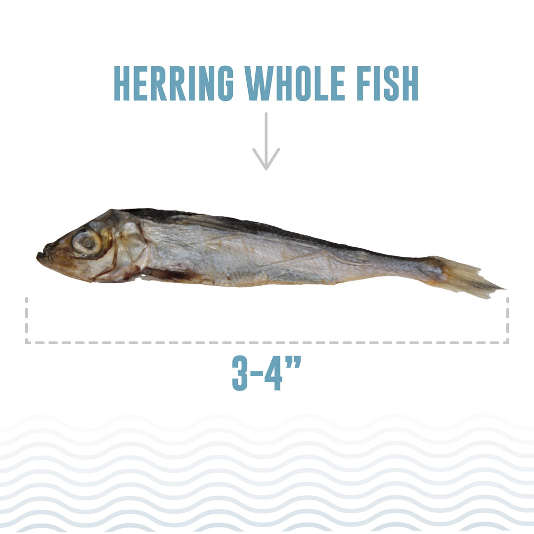 Icelandic+ Herring Whole Fish Treats