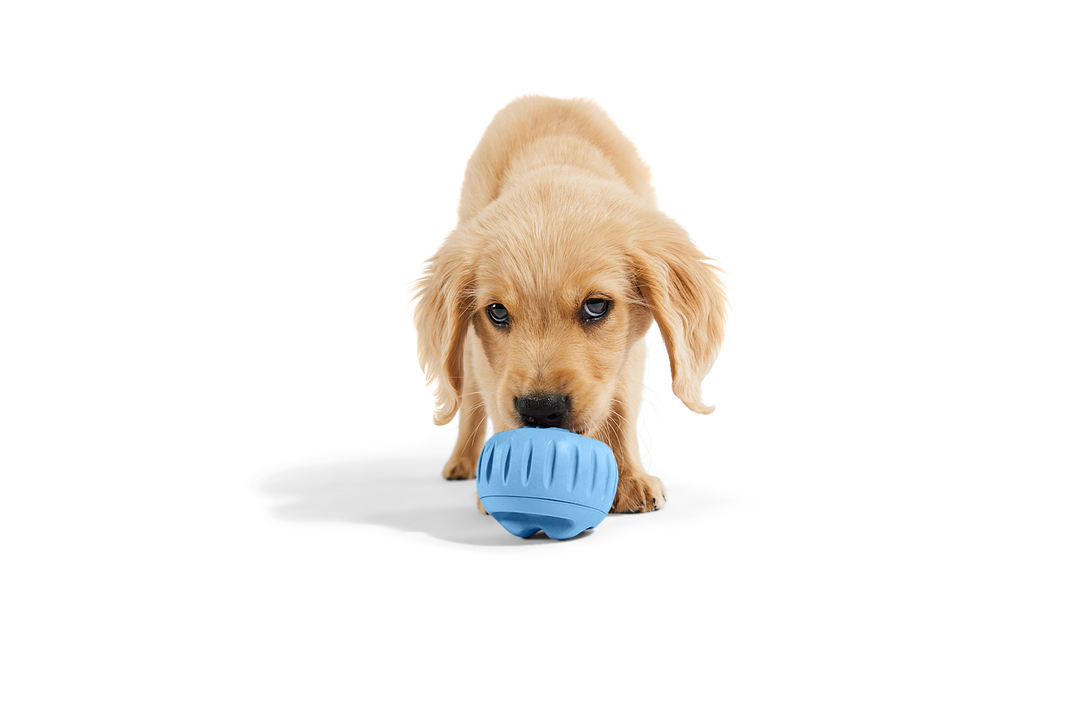 Woof Pupsicle Blue XL