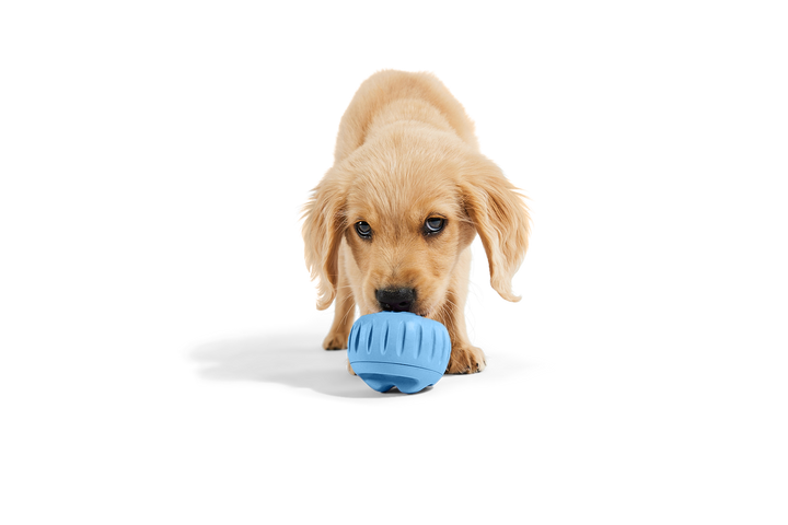 Woof Pupsicle Blue XL