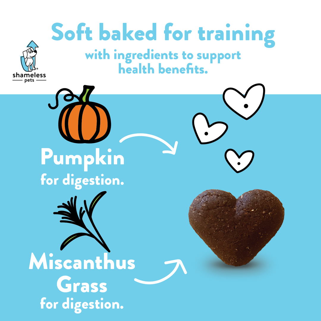 Shameless Pets Pumpkin Nut Par-tay