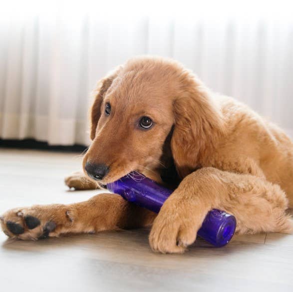 KONG Squeezz Crackle Stick Fetch Toy L