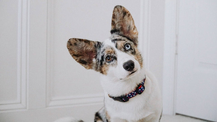 New Stars Dog Collar: Small / Wide