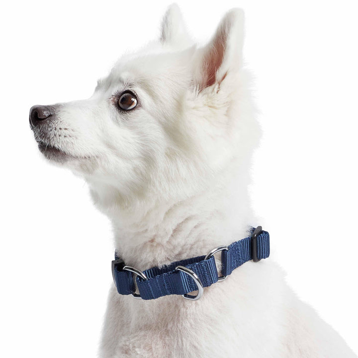 Blueberry Pet Martingale - True Navy - L