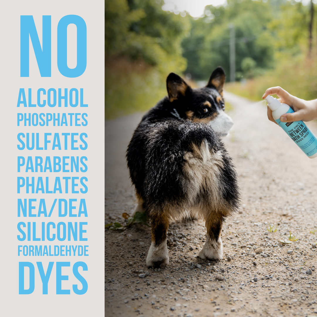 The Only Between Bath Spray Dogs Need - Amber & Sandalwood: 8 ounce