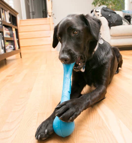 KONG SqueakStix Fetch Toy Medium